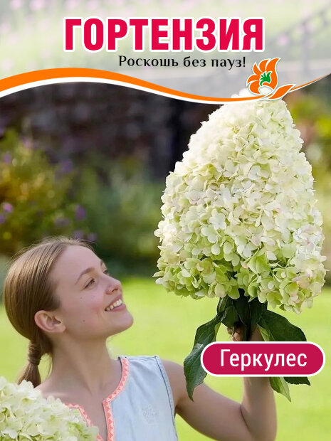 Гортензия Геркулес (метельчатая)  саженцы 