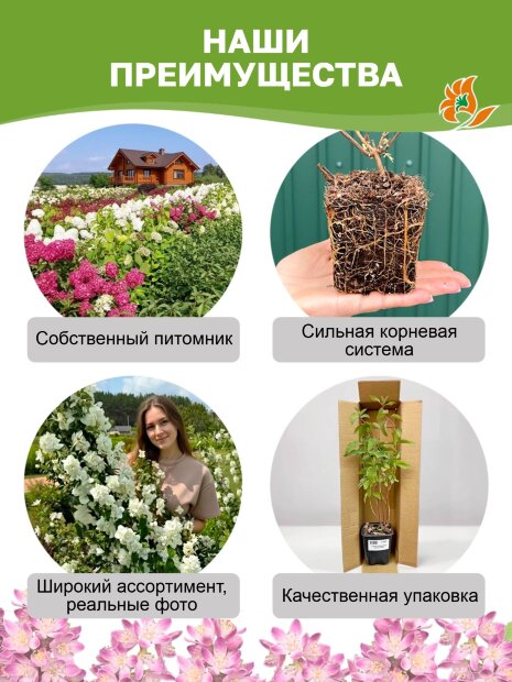 Дейция Кодсэл Пинк (шершавая) саженцы 
