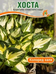 Хоста Колоред Халк