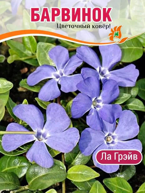 Барвинок Ла Грейв (малый) саженцы 