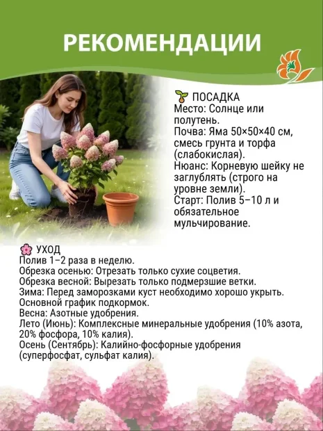 Гортензия Пинк Леди (метельчатая)  саженцы 