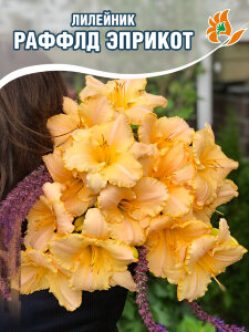Лилейник Раффлд Эприкот Лилейник Раффлд Эприкот