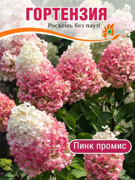 Гортензия Пинк Промис (метельчатая) саженцы 