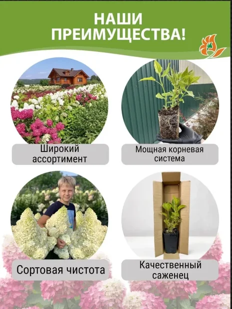 Гортензия Пинк Промис (метельчатая) саженцы 