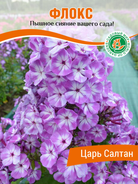 Флокс Царь Салтан
