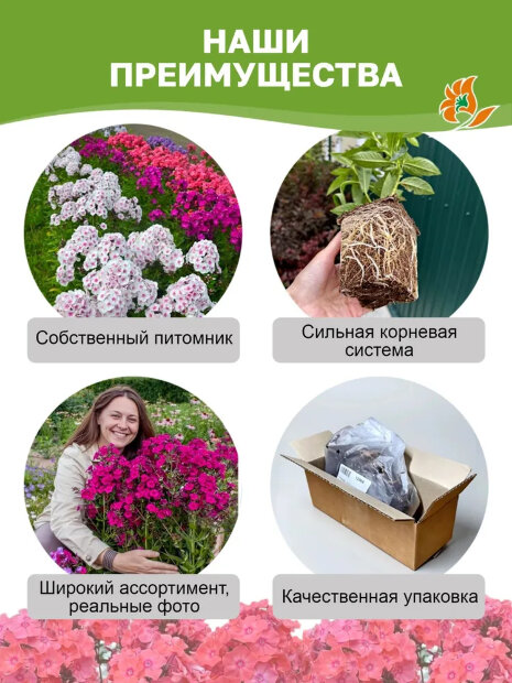 Флокс Царь Салтан