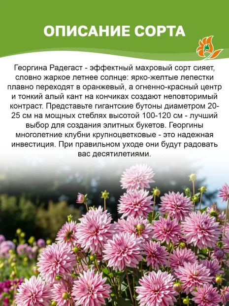 Георгин Радегаст (крупноцветковый) 
