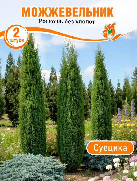 Можжевельник обыкновенный Суецика