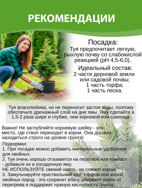 Можжевельник обыкновенный Суецика