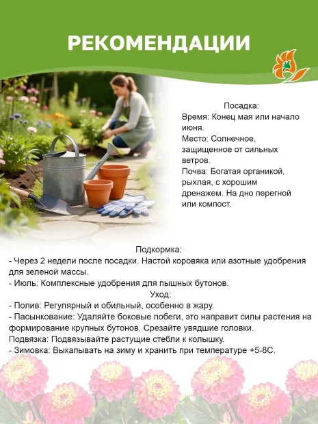 Георгин Калгари Флеймс (декоративный)