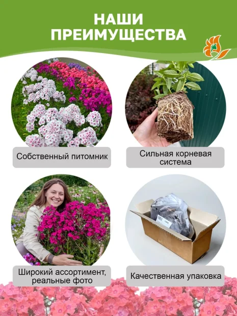 Флокс Герман