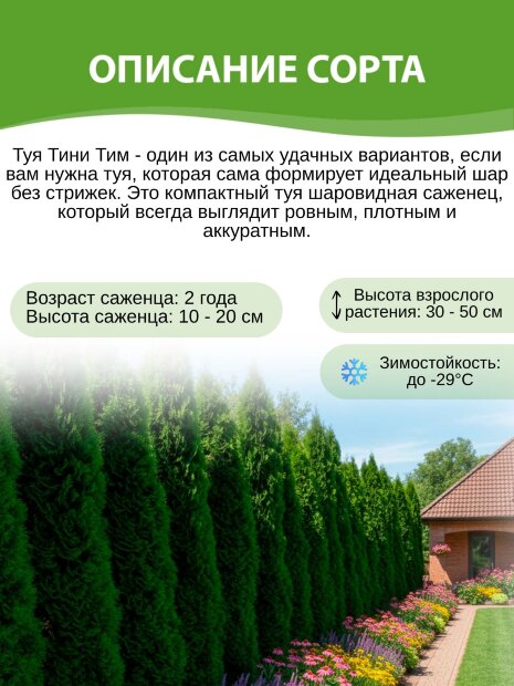 Туя Тини Тим (западная)