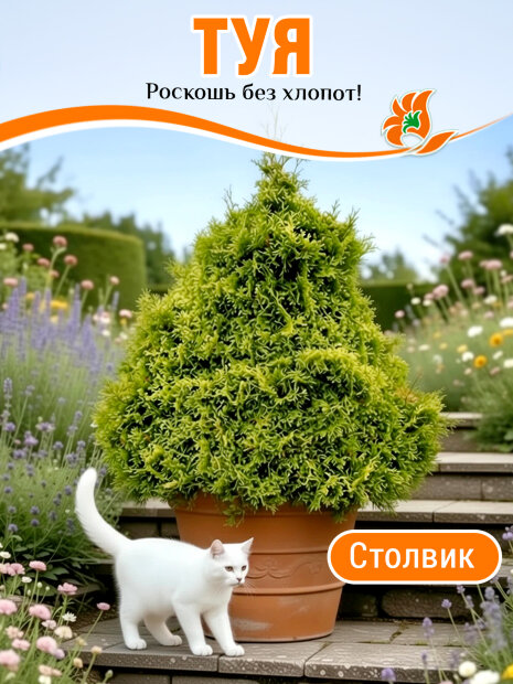 Туя Столвик (западная)