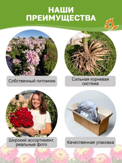 Георгин Пичес энд Крим (декоративный)