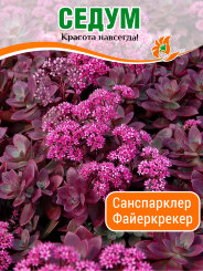 Седум Санспарклер Файеркрекер Седум Санспарклер Файеркрекер